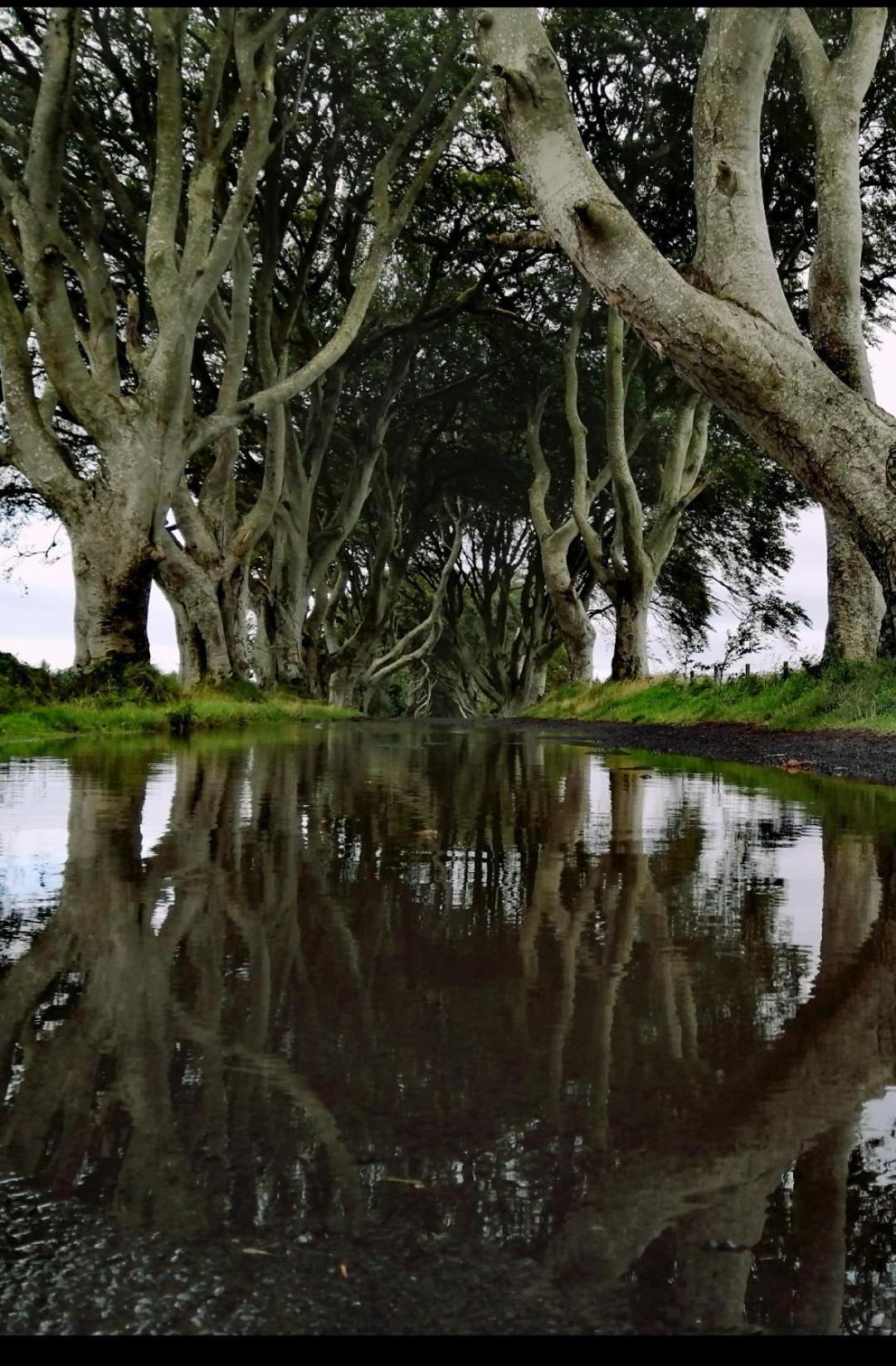 Doughery Den The Dark Hedges Hideaway Armoy Buitenkant foto